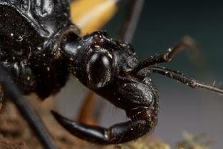 血甲虫在线观看