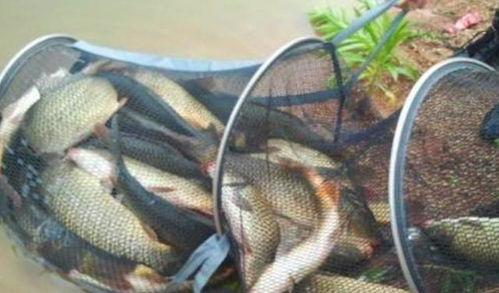 最新钓鱼爆料配方,独家爆料配方大公开！