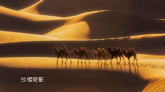 沙漠驼影在线观看