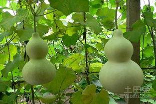 吃瓜百度百科,揭秘网络热点的幕后真相