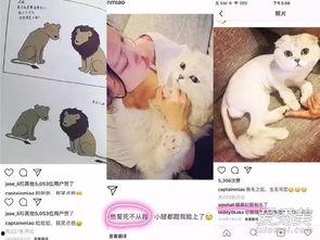 娱乐吃瓜酱虐猫博主小说,娱乐吃瓜酱的悬疑小说揭秘